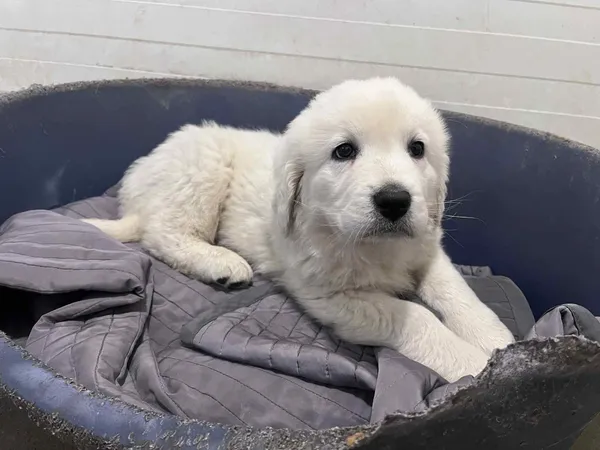 Pies do adopcji, Włocławek, 7 grudnia 2025