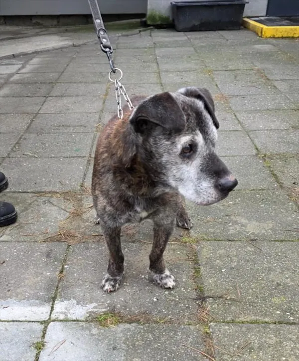 Pies do adopcji, Racibórz, 6 grudnia 2025