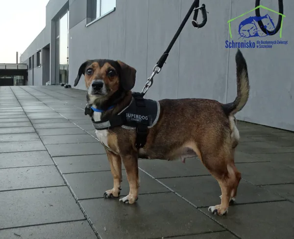 Znaleziono psa, Szczecin, 7 grudnia 2025 (1/2)