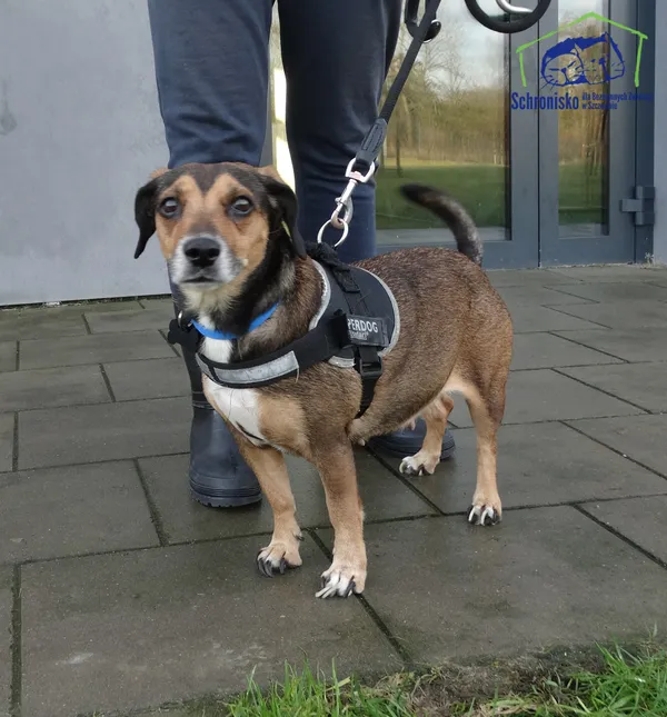 Znaleziono psa, Szczecin, 7 grudnia 2025 (2/2)