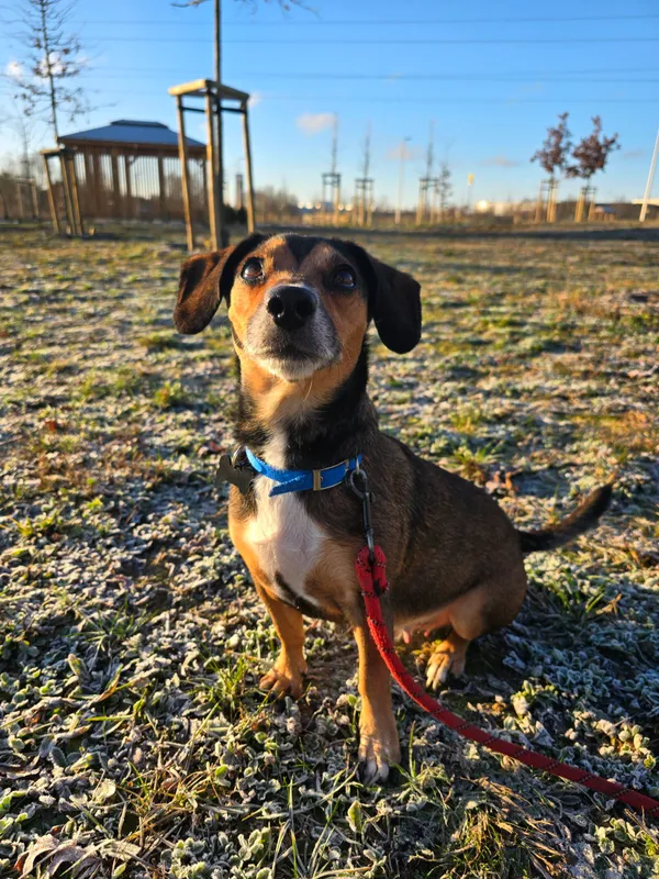 Znaleziono psa, Szczecin, 7 grudnia 2025 (1/4)