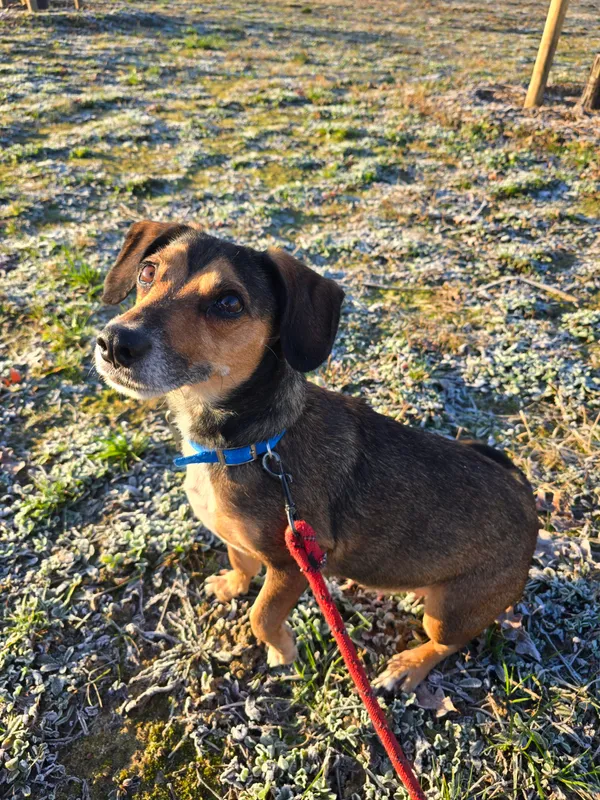 Znaleziono psa, Szczecin, 7 grudnia 2025 (2/4)