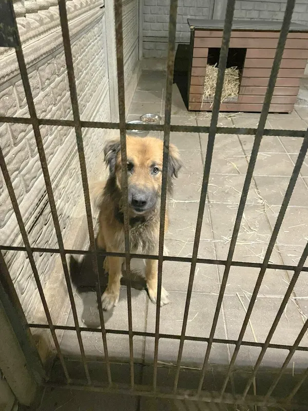 Pies do adopcji, Zgierz, 8 grudnia 2025 (2/2)