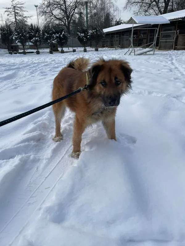 Pies do adopcji, Zgierz, 8 grudnia 2025 (1/2)