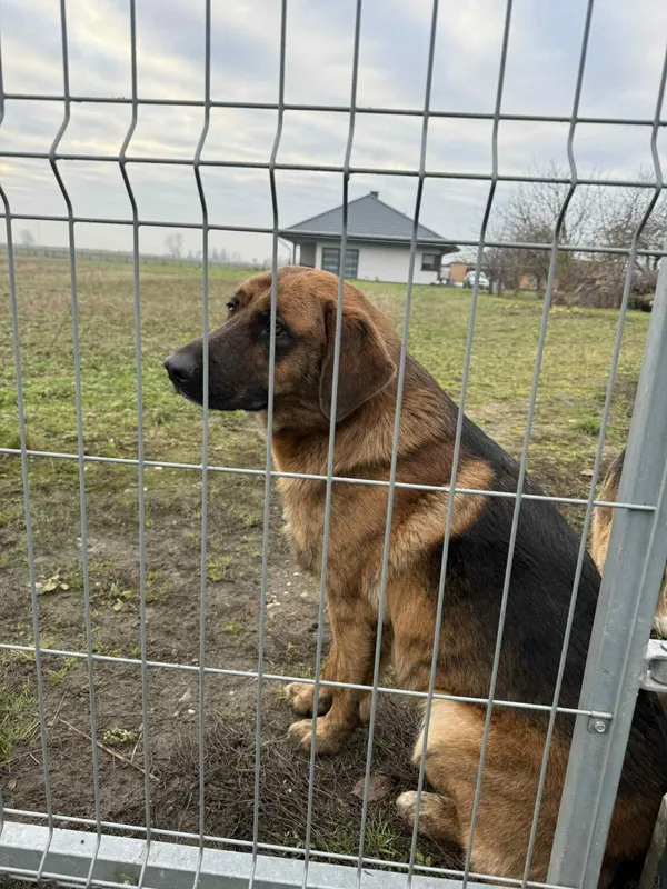 Pies do adopcji, Zgierz, 8 grudnia 2025 (2/5)