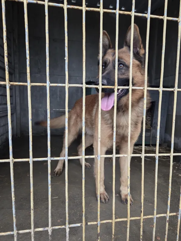 Pies do adopcji, Zgierz, 8 grudnia 2025 (1/2)