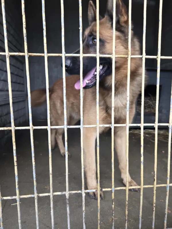 Pies do adopcji, Zgierz, 8 grudnia 2025 (2/2)