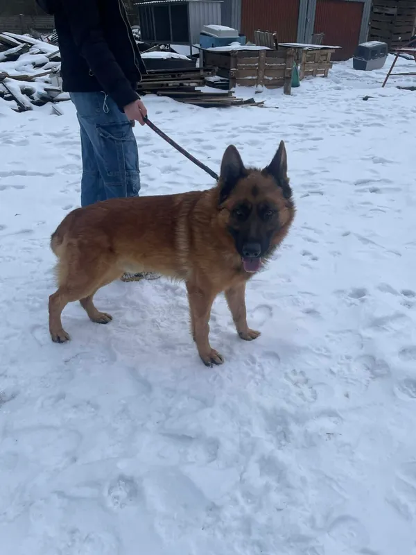 Pies do adopcji, Zgierz, 8 grudnia 2025 (1/5)