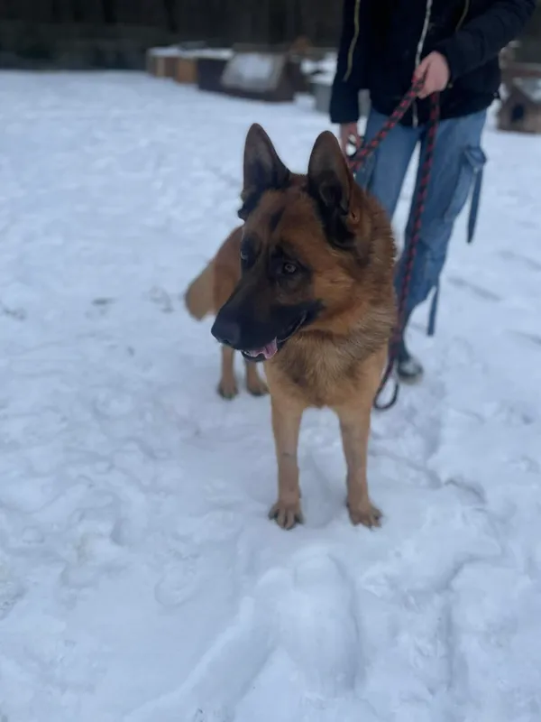 Pies do adopcji, Zgierz, 8 grudnia 2025 (2/5)