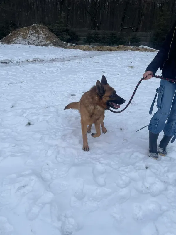 Pies do adopcji, Zgierz, 8 grudnia 2025 (4/5)