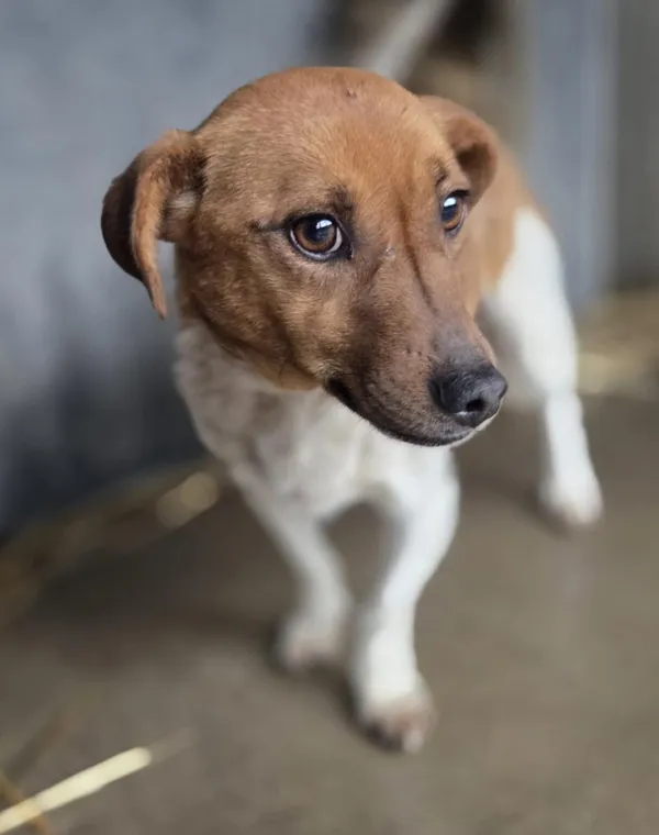 Pies do adopcji, Zgierz, 8 grudnia 2025 (1/3)