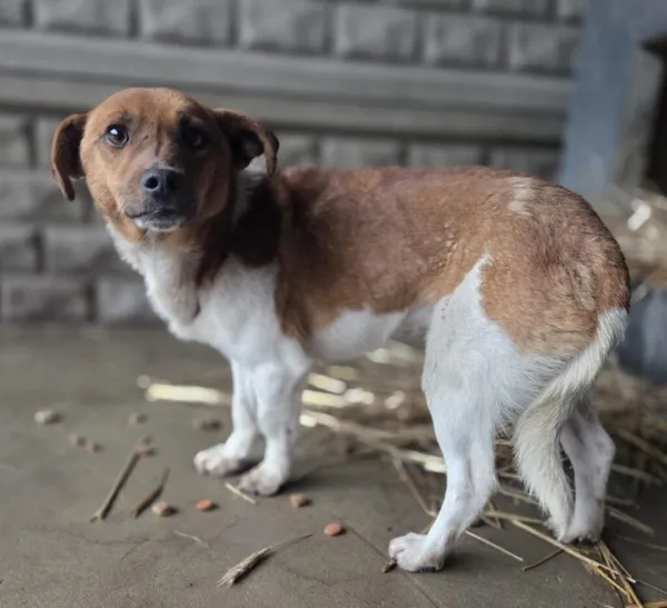 Pies do adopcji, Zgierz, 8 grudnia 2025 (3/3)