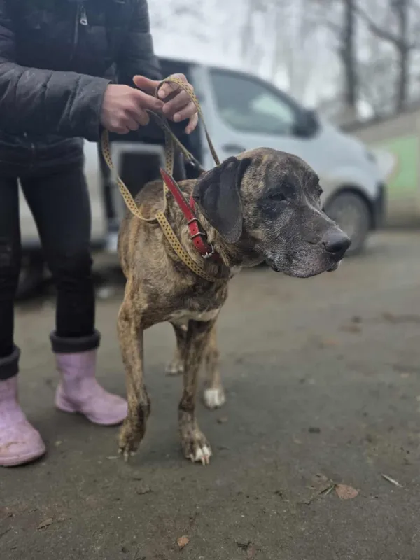 Pies do adopcji, Zgierz, 8 grudnia 2025 (1/3)