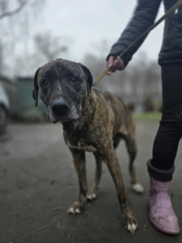 Pies do adopcji, Zgierz, 8 grudnia 2025 (2/3)