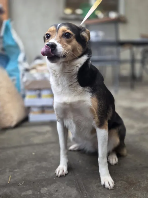 Pies do adopcji, Zgierz, 8 grudnia 2025 (1/2)