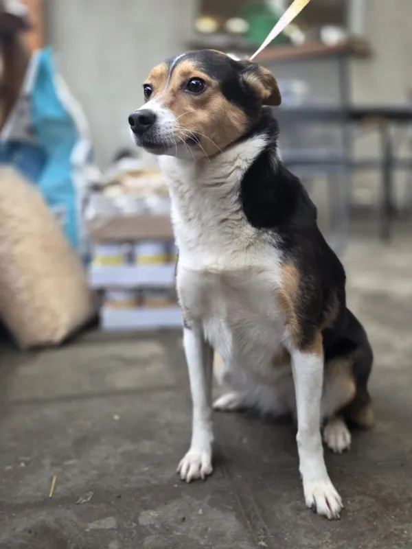 Pies do adopcji, Zgierz, 8 grudnia 2025 (2/2)