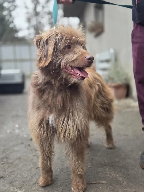 Pies do adopcji, Zgierz, 8 grudnia 2025 (1/4)