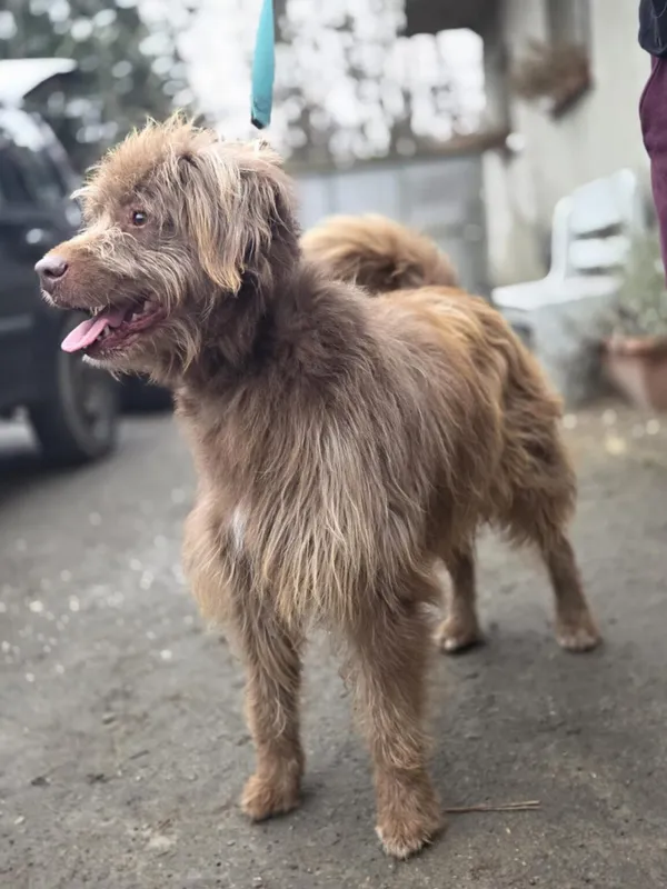 Pies do adopcji, Zgierz, 8 grudnia 2025 (3/4)