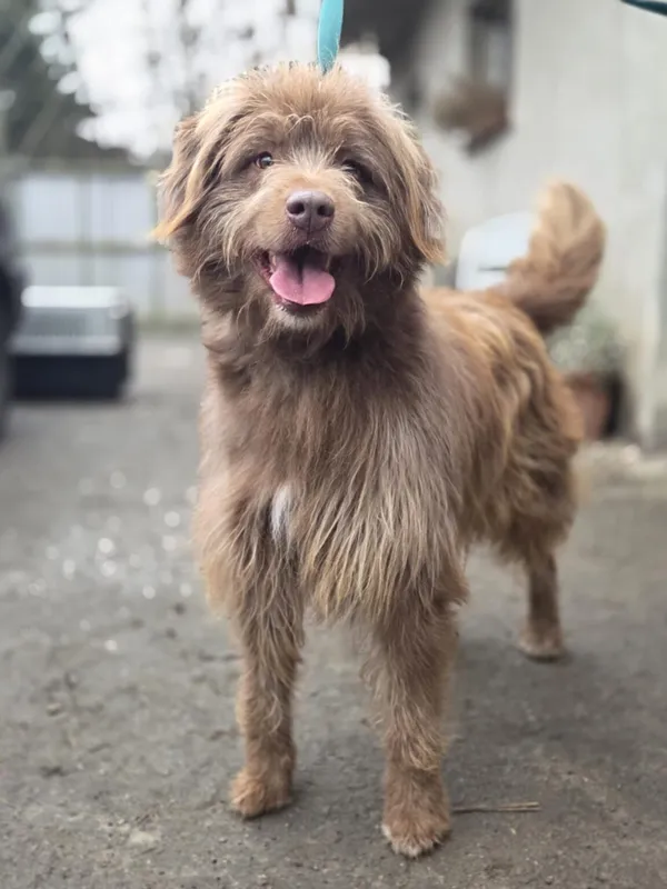 Pies do adopcji, Zgierz, 8 grudnia 2025 (4/4)