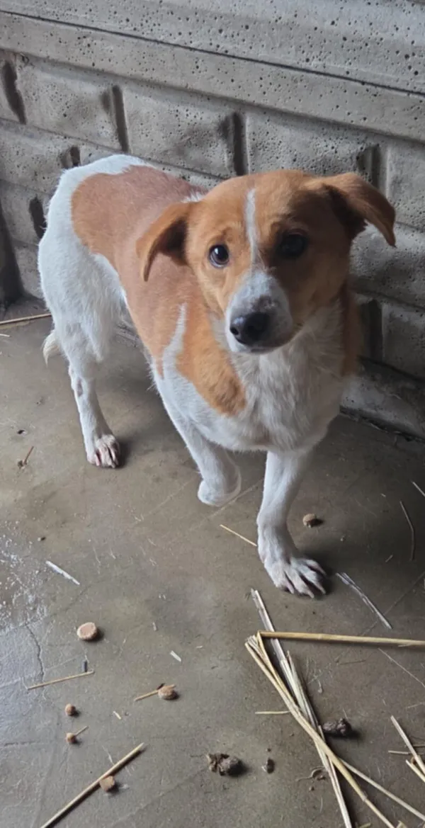 Pies do adopcji, Zgierz, 8 grudnia 2025 (2/3)