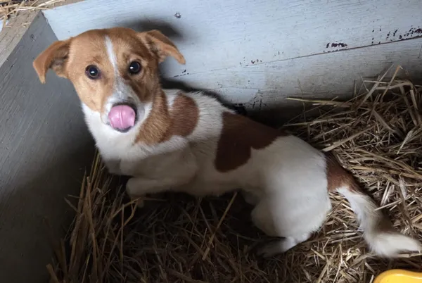 Pies do adopcji, Zgierz, 8 grudnia 2025 (3/3)