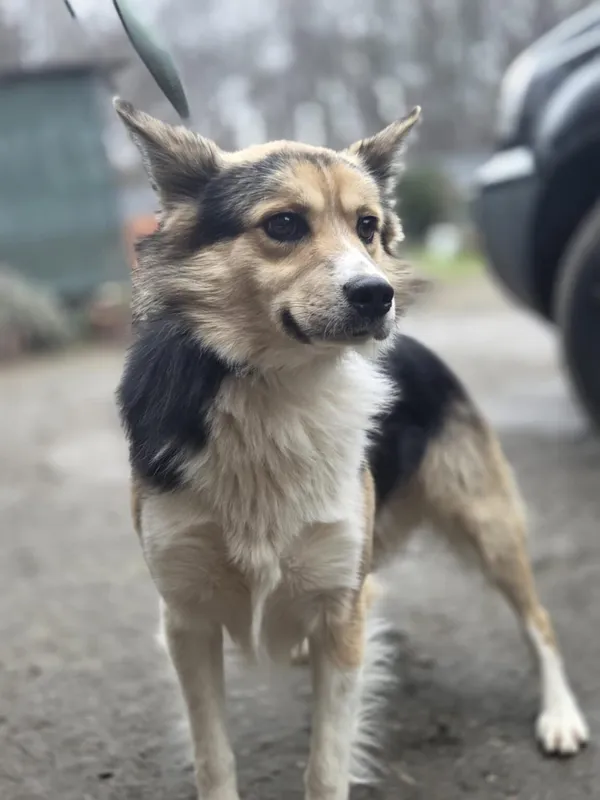 Pies do adopcji, Zgierz, 8 grudnia 2025 (1/3)