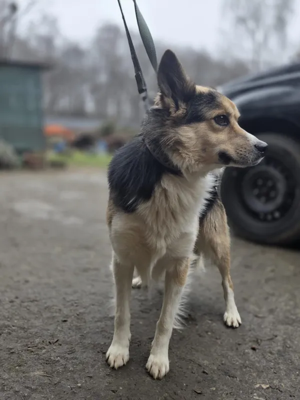 Pies do adopcji, Zgierz, 8 grudnia 2025 (2/3)