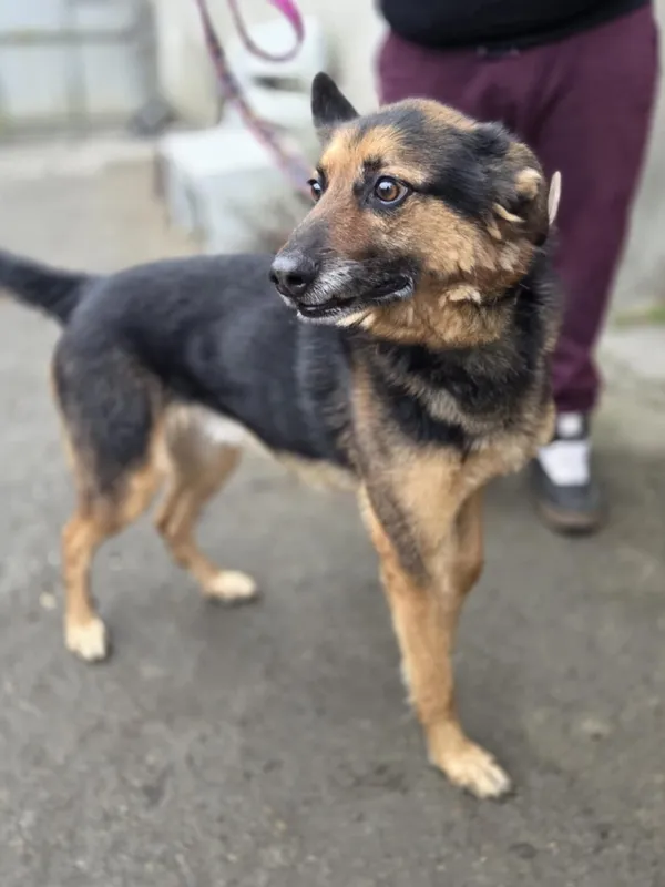 Pies do adopcji, Zgierz, 8 grudnia 2025 (2/4)