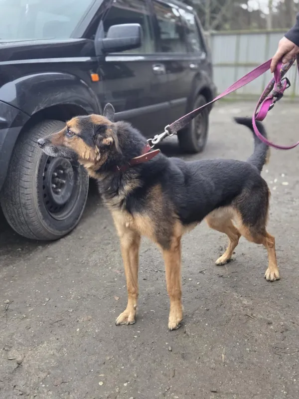 Pies do adopcji, Zgierz, 8 grudnia 2025 (4/4)