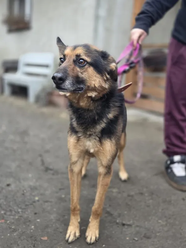 Pies do adopcji, Zgierz, 8 grudnia 2025 (1/4)