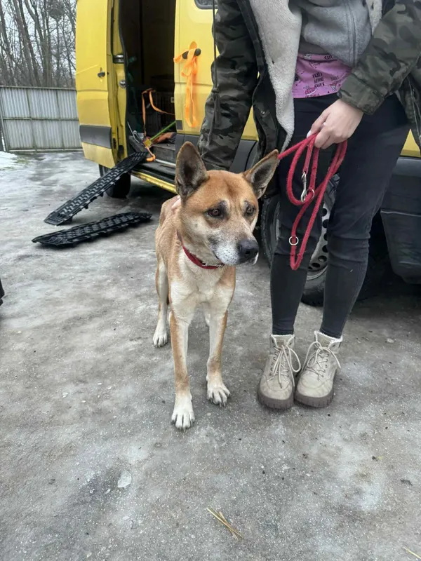 Pies do adopcji, Zgierz, 27 stycznia 2026 (1/4)