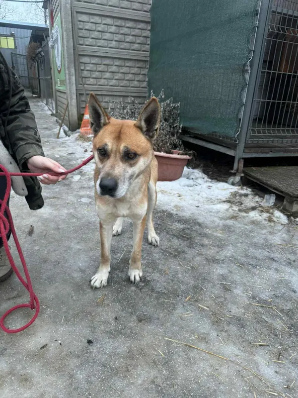 Pies do adopcji, Zgierz, 27 stycznia 2026 (4/4)