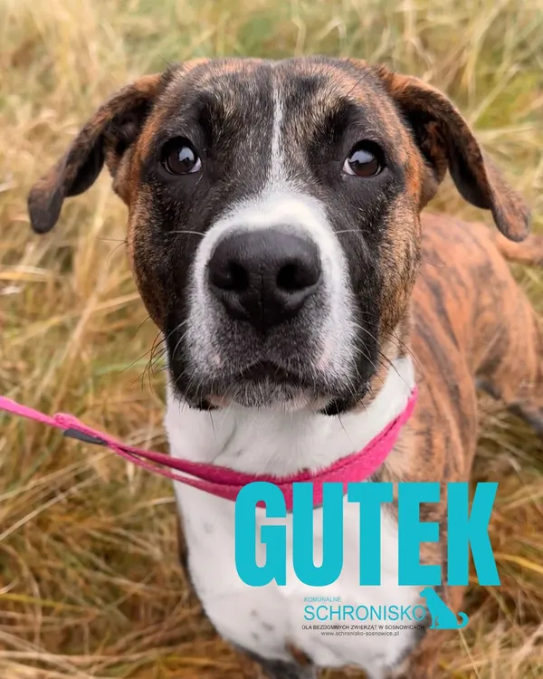 Pies do adopcji, Sosnowice, 17 listopada 2025 (1/5)