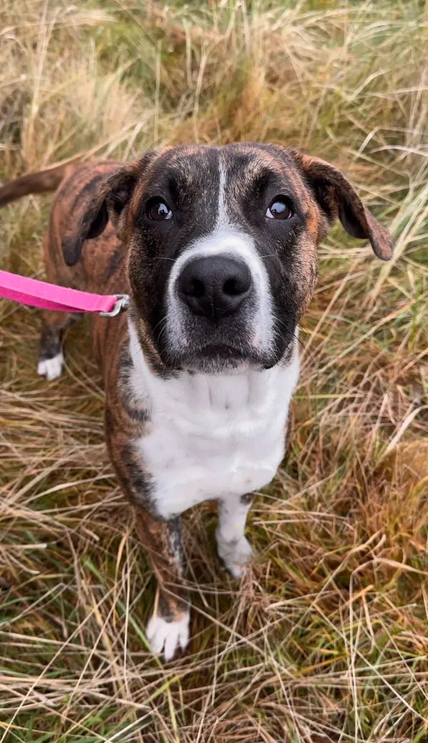 Pies do adopcji, Sosnowice, 17 listopada 2025 (2/5)