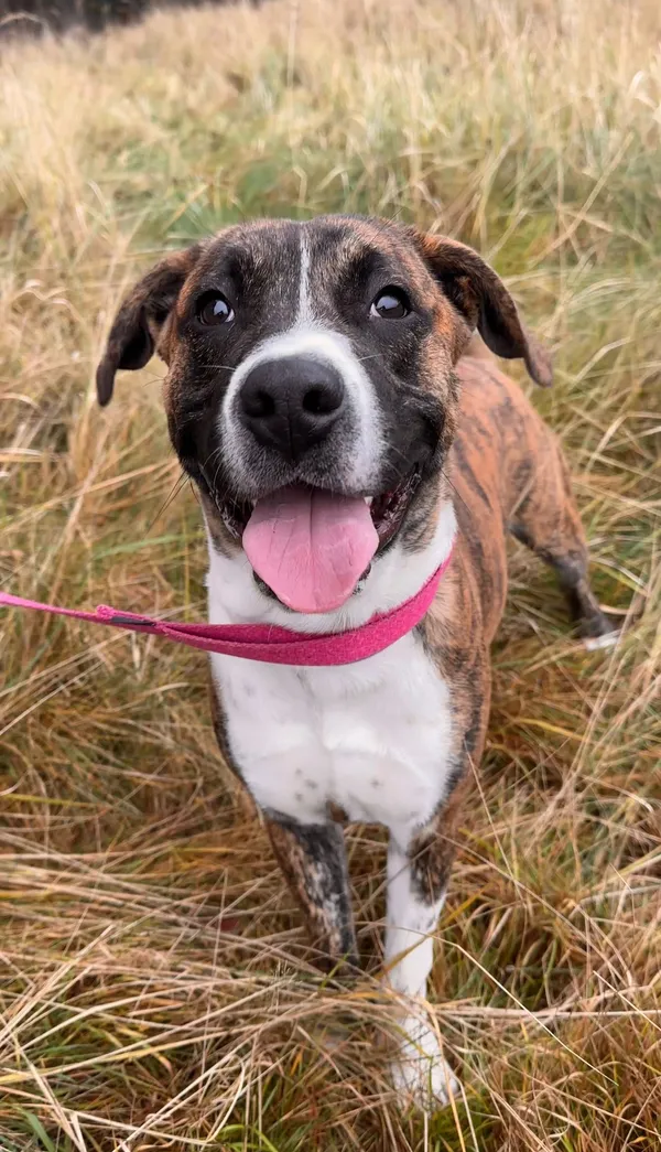 Pies do adopcji, Sosnowice, 17 listopada 2025 (4/5)