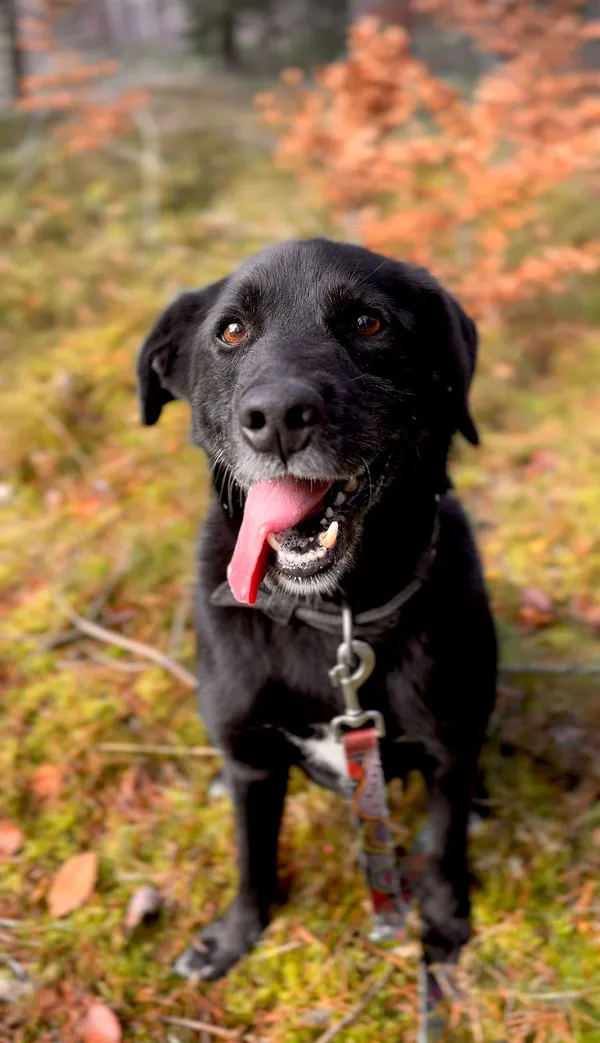 Pies do adopcji, Sosnowice, 21 września 2021 (2/5)