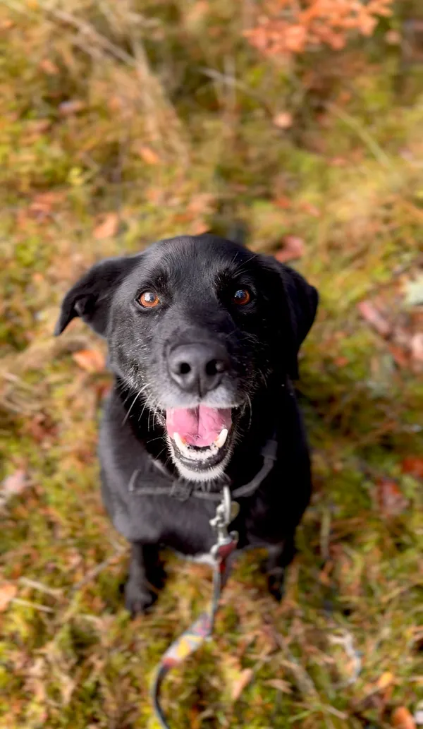 Pies do adopcji, Sosnowice, 21 września 2021 (3/5)