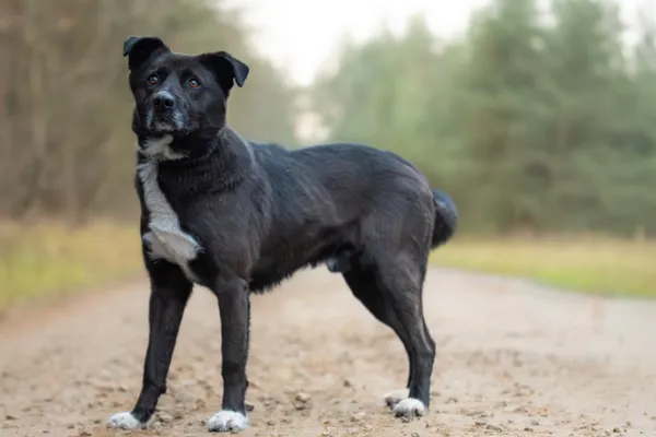 Pies do adopcji, Nowodwór, 8 grudnia 2025 (2/5)