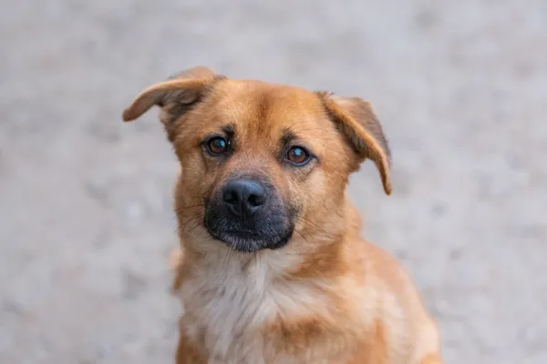 Pies do adopcji, Nowodwór, 8 grudnia 2025 (1/5)