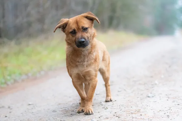 Pies do adopcji, Nowodwór, 8 grudnia 2025 (2/5)