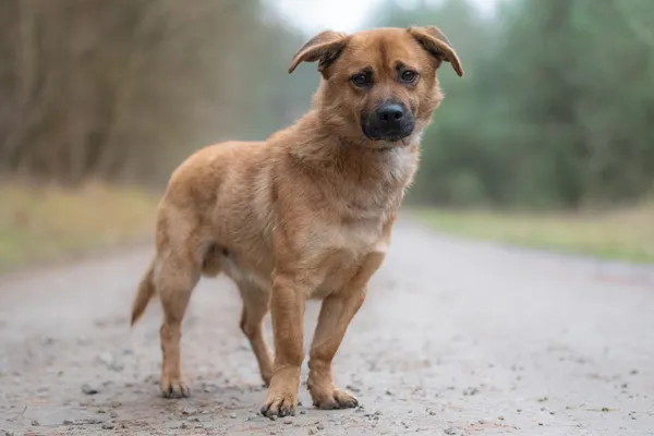 Pies do adopcji, Nowodwór, 8 grudnia 2025 (3/5)