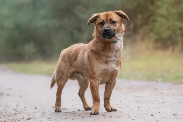 Pies do adopcji, Nowodwór, 8 grudnia 2025 (4/5)