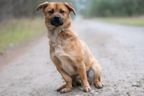 Pies do adopcji, Nowodwór, 8 grudnia 2025 (5/5)