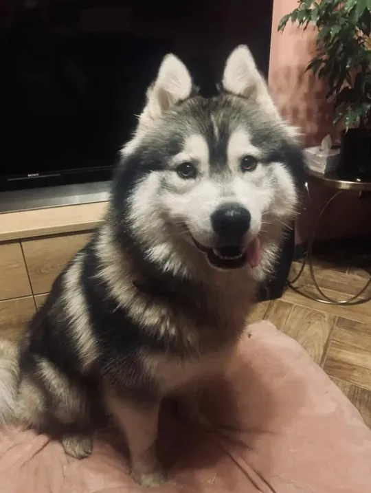 Znaleziono psa, Łódź, 8 grudnia 2025