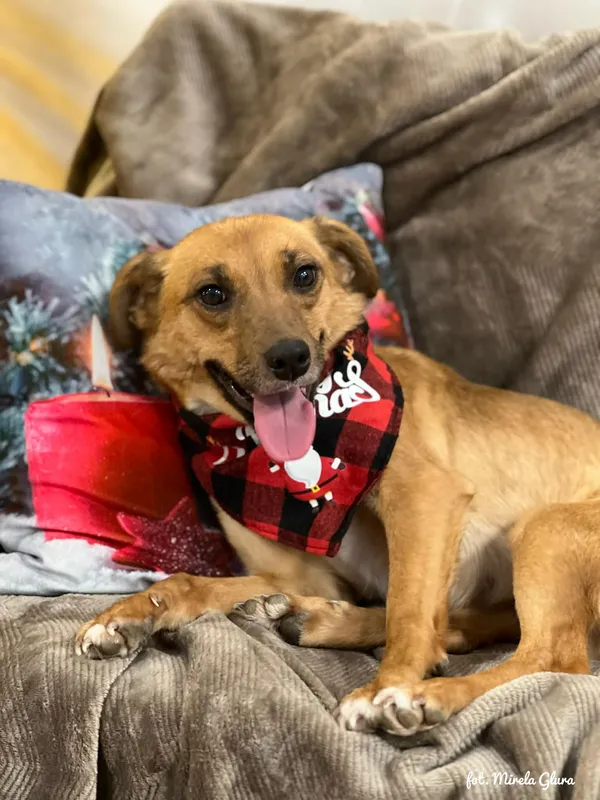 Pies do adopcji, Bydgoszcz, 10 grudnia 2025 (2/5)