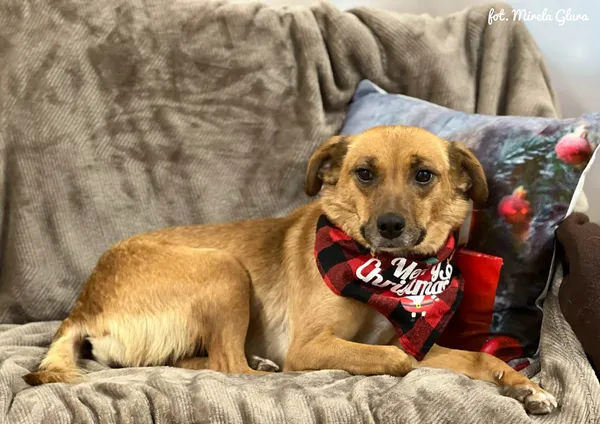 Pies do adopcji, Bydgoszcz, 10 grudnia 2025 (4/5)