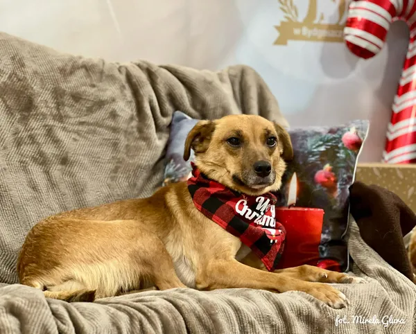 Pies do adopcji, Bydgoszcz, 10 grudnia 2025 (3/5)