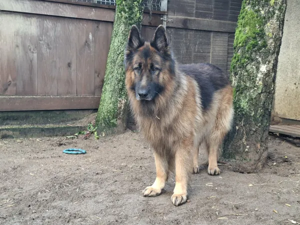 Pies do adopcji, Olsztyn, 8 grudnia 2025 (1/3)