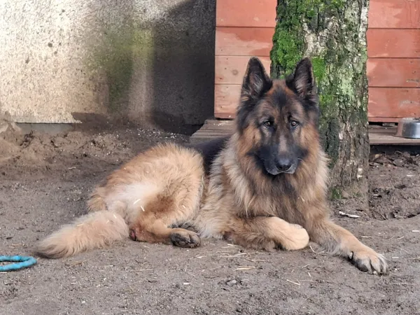 Pies do adopcji, Olsztyn, 8 grudnia 2025 (2/3)