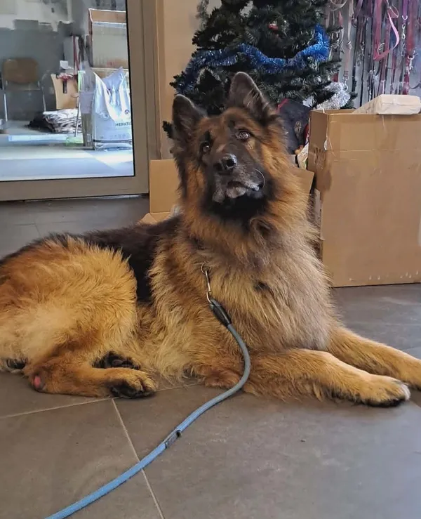 Pies do adopcji, Olsztyn, 8 grudnia 2025 (3/3)